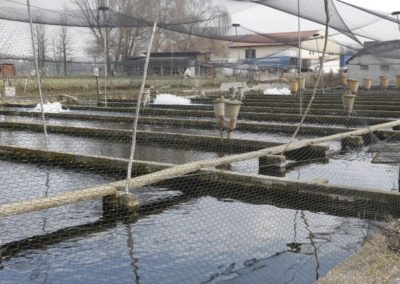 trout breeding Troticoltura Santa Cristina bath along the sile river, in the province of treviso