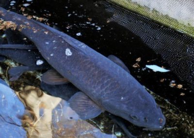 Aquaculture de Santa Cristina, le long du fleuve sile, enprovince de trévise