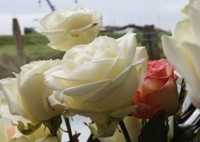 roses - northern lagoon of Venice