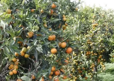 Orange fruit field Calabria food tasting, south italy along the Thirrenyan coast to discover during a day excursion with professional driver