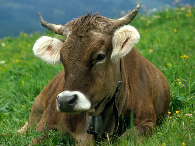 Territoire du fromage Parmigiano Reggiano dans la région d'Émilie Romagne, les races de bovins se reproduisent dans la vallée de le la gastronomie en Italie
