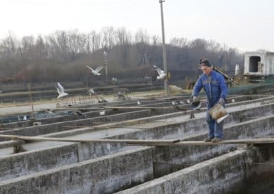 Aquaculture de Santa Cristina le long du fleuve sile